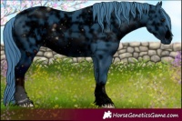 Horse Color:ERROR: UNKNOWN ANOMALY