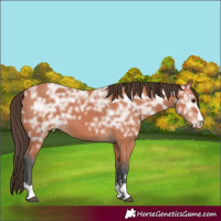 Horse Color:Bay Ice Appaloosa