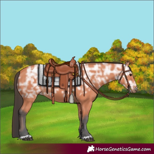 Horse Color:Bay Ice 