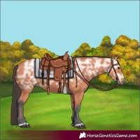 Horse Color:Bay Ice 