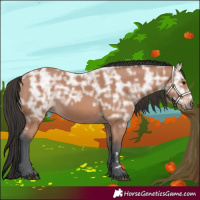 Horse Color:Bay Ice 