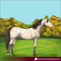 Horse Color:Buckskin Ice 