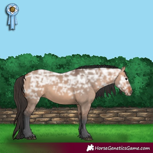 Horse Color:Bay Ice Dun 