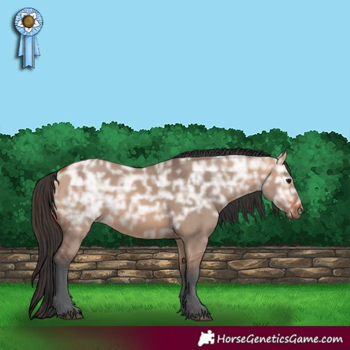 Horse Color:Bay Ice Dun 