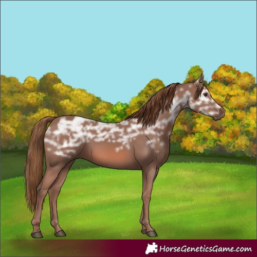 Horse Color:Chestnut Ice 