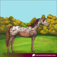 Horse Color:Chestnut Ice 