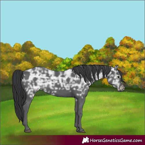 Horse Color:Black Ice 