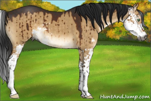 Horse Color:Gray Buckskin Dun Sabino Brindle 