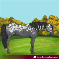 Horse Color:Black Ice