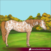 Horse Color:Chestnut Ice 
