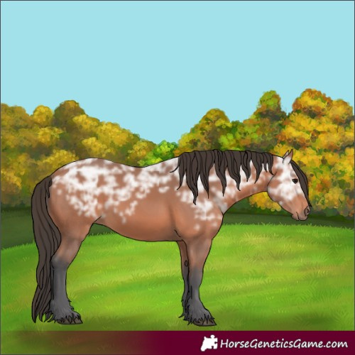 Horse Color:Bay Ice 
