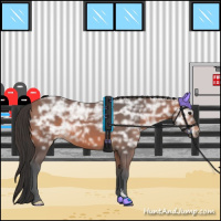 Horse Color:Bay Ice 