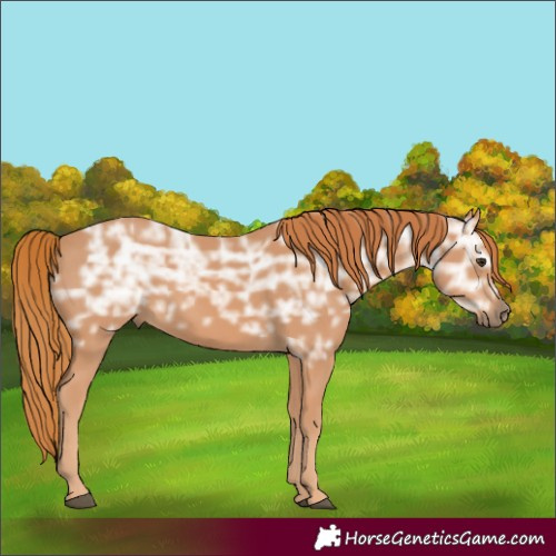Horse Color:Chestnut Ice 