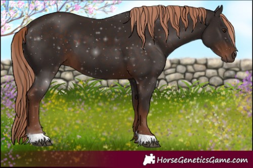Horse Color:Liver Chestnut 