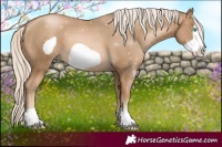 Horse Color:Chocolate Palomino Pearl Frame 