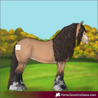 Horse Color:Bay Dun 