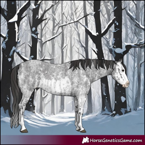 Horse Color:Blue Roan Sabino Splash and Smoky Blue Roan Sabino Splash