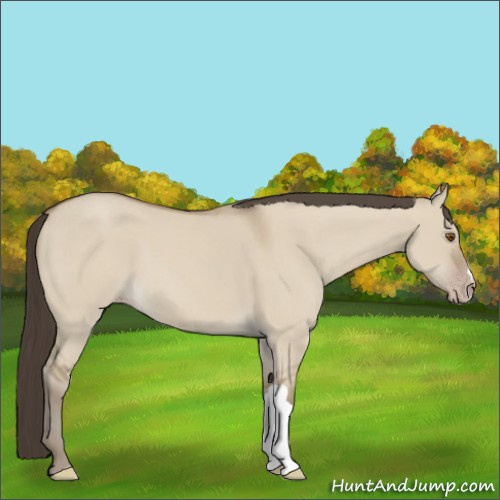 Horse Color:Classic Champagne Dun 