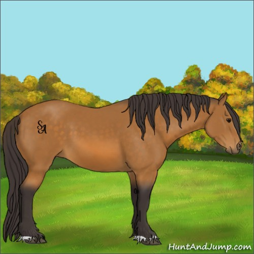 Horse Color:Buckskin