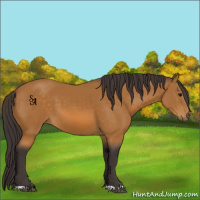 Horse Color:Buckskin 