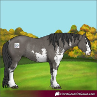 Horse Color:Grullo Sabino Rabicano