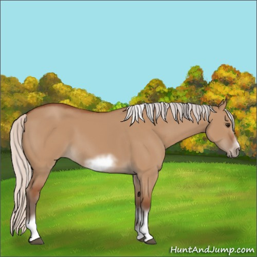 Horse Color:Silver Bay Dun Sabino Tobiano Frame Rabicano 