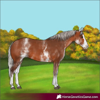 Horse Color:White Spotted Silver Brown Splash 