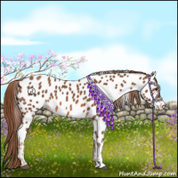 Horse Color:Chestnut Appaloosa 