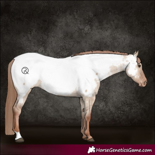 Horse Color:Red Dun Appaloosa 