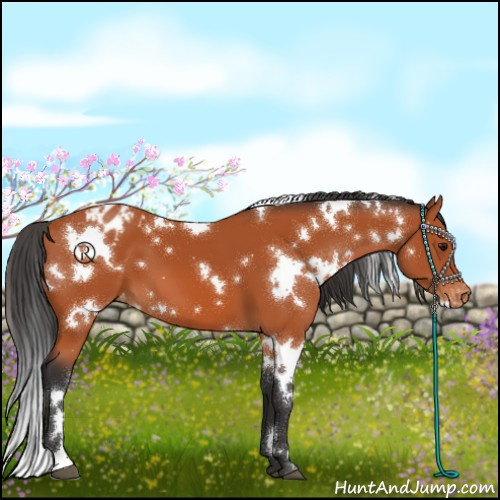 Horse Color:White Spotted Bay Appaloosa