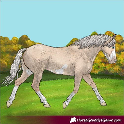 Horse Color:Silver Classic Champagne Dun Splash Frame 