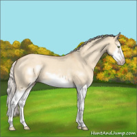 Horse Color:Silver Classic Champagne Dun Splash Frame