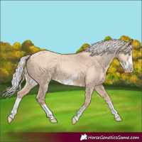 Horse Color:Silver Classic Champagne Dun Splash Frame 