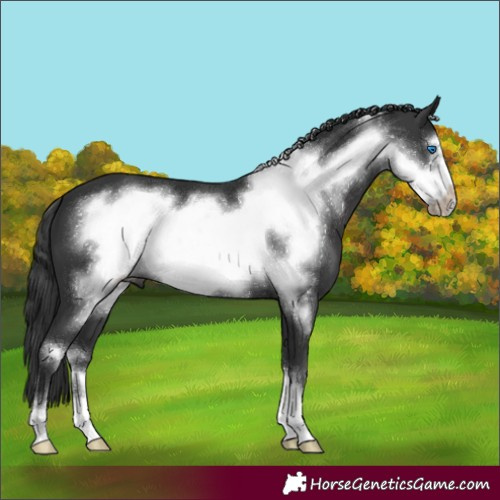Horse Color:Black Frame 