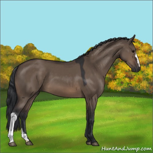 Horse Color:Brown Dun 