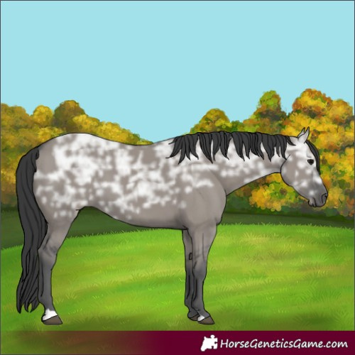 Horse Color:Grullo Ice 
