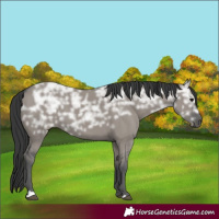 Horse Color:Grullo Ice 