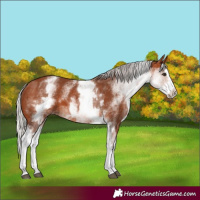 Horse Color:White Spotted Silver Brown Splash