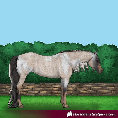 Horse Color:Smoky Blue Roan  and Silver Smoky Blue Roan 