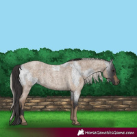 Horse Color:Smoky Blue Roan  and Silver Smoky Blue Roan 