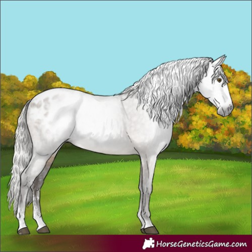 Horse Color:Gray Silver Brown Dun Sabino Blanket