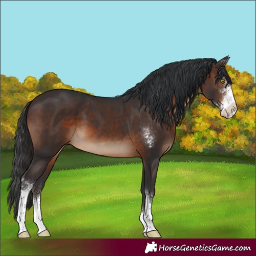 Horse Color:Brown Sabino 