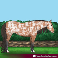 Horse Color:Bay Ice Rabicano 