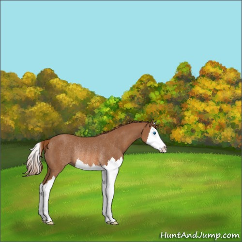 Horse Color:Unknown 