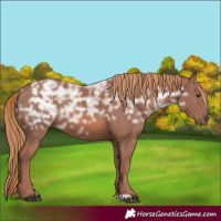 Horse Color:Chestnut Ice 