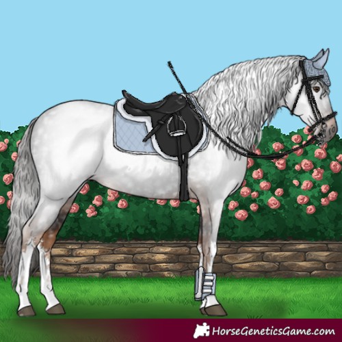 Horse Color:Gray White Spotted Liver Chestnut