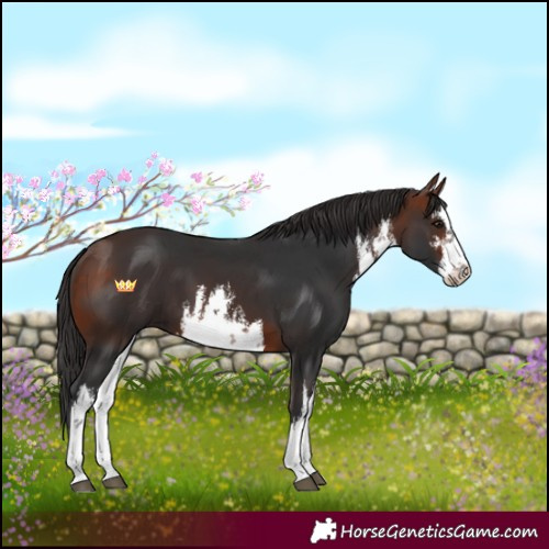 Horse Color:White Spotted Bay 