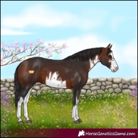 Horse Color:White Spotted Bay 