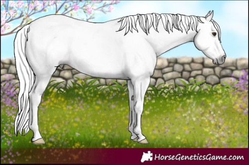 Horse Color:Gray White Spotted Chestnut Tobiano Frame Appaloosa 