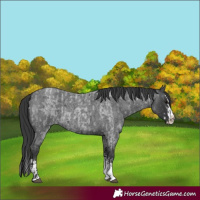 Horse Color:Blue Roan Sabino Splash and Blue Roan Sabino Splash Rabicano
